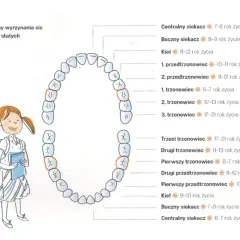 Schemat pokazuje, które zęby są stałe, a które mleczne, wraz z terminami ich wyrzynania się.