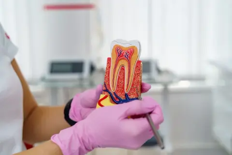 Model zęba w rękach w różowych rękawiczkach. Dentysta wyjaśnia, czy leczenie kanałowe jest bezpieczne, pokazując budowę zęba.