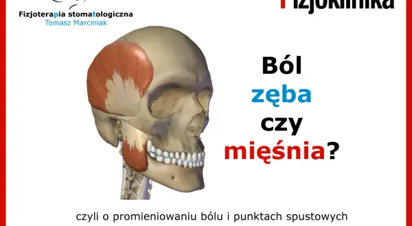 Anatomia czaszki z zaznaczonym mięśniem skroniowym. Pytanie: Ból zęba czy mięśnia? Może to być dziwny ból między zębami. #fizjoterapiastomatologiczna