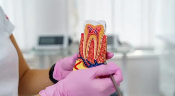 Model zęba w rękach w różowych rękawiczkach. Dentysta wyjaśnia, czy leczenie kanałowe jest bezpieczne, pokazując budowę zęba.