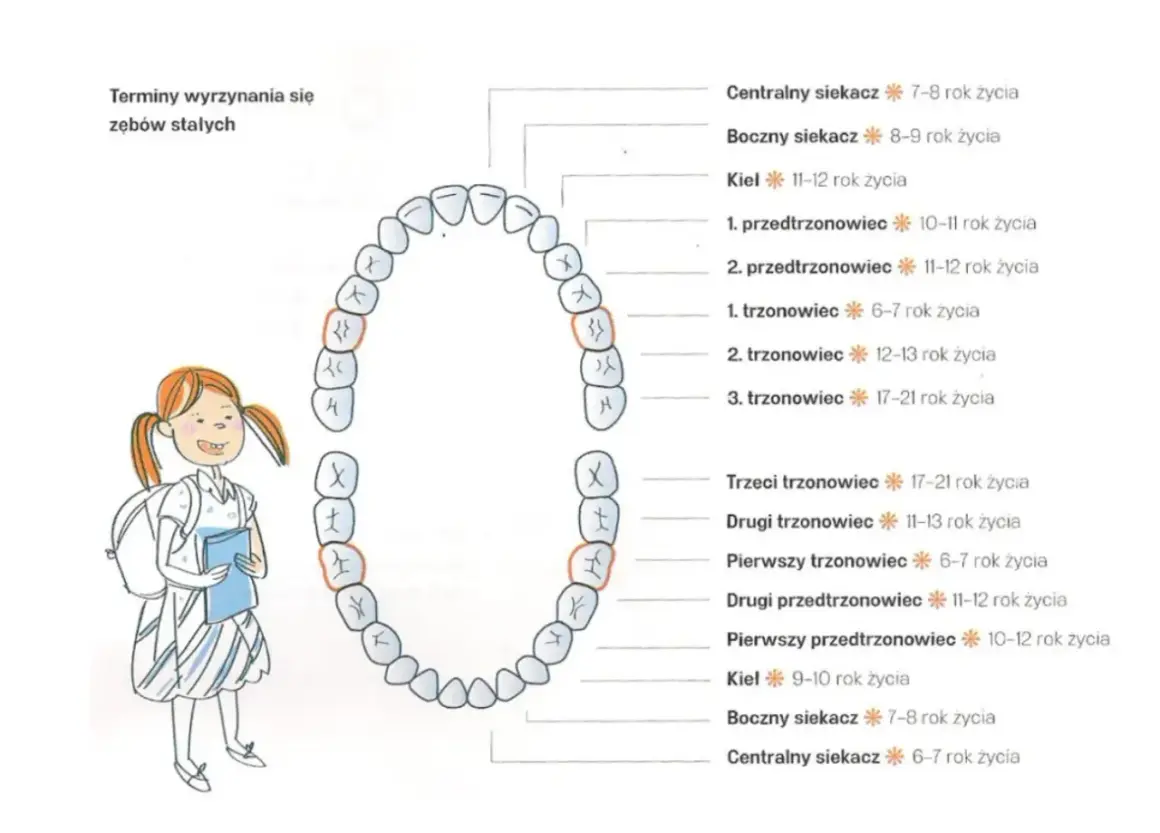 Schemat pokazuje, które zęby są stałe, a które mleczne, wraz z terminami ich wyrzynania się.