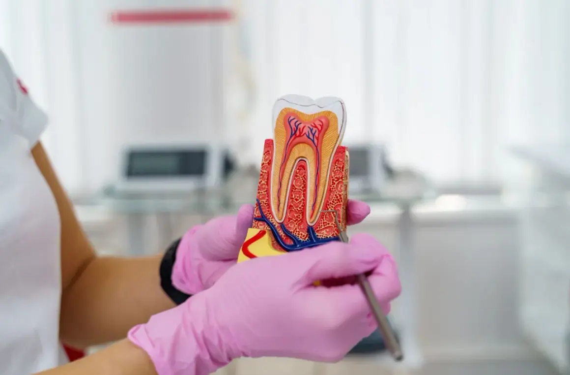 Model zęba w rękach w różowych rękawiczkach. Dentysta wyjaśnia, czy leczenie kanałowe jest bezpieczne, pokazując budowę zęba.