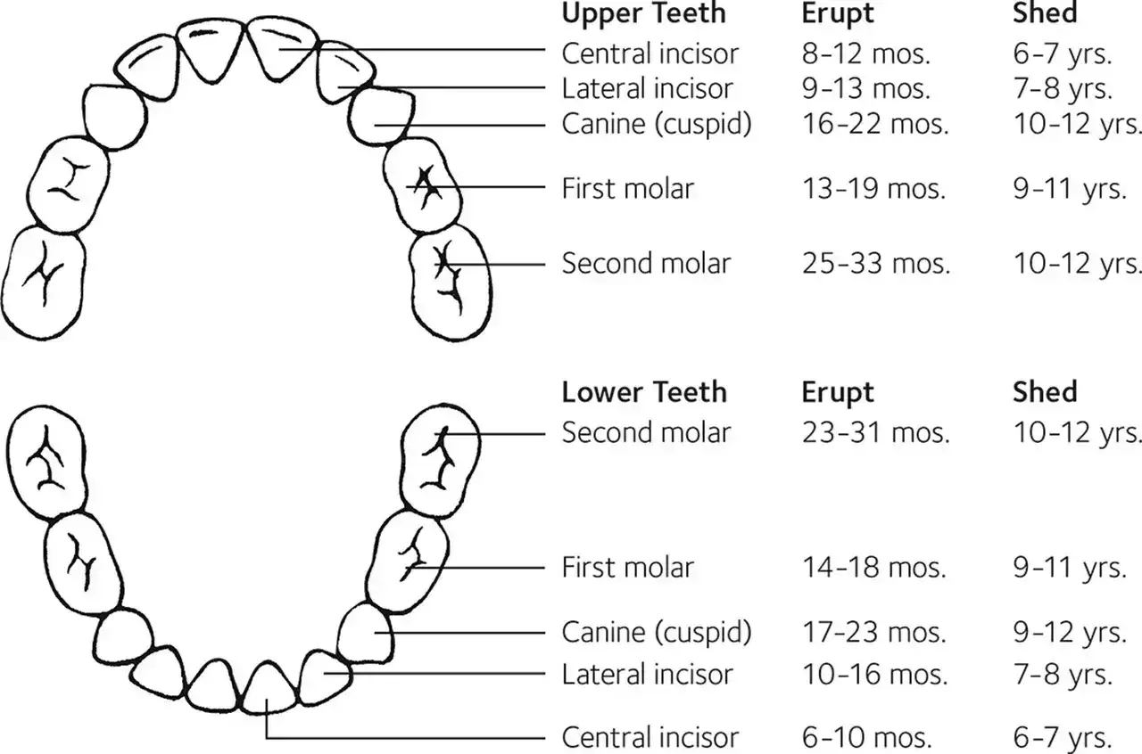 Schemat zęb&oacute;w mlecznych. Roczne dziecko ma tylko 2 zęby, co jest normalne, bo zęby wyrzynają się stopniowo.