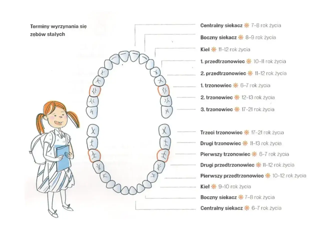 Schemat wyrzynania się zębów stałych, z zaznaczonymi zębami, które pojawiają się około 6. roku życia. Obok uśmiechnięta dziewczynka z plecakiem.