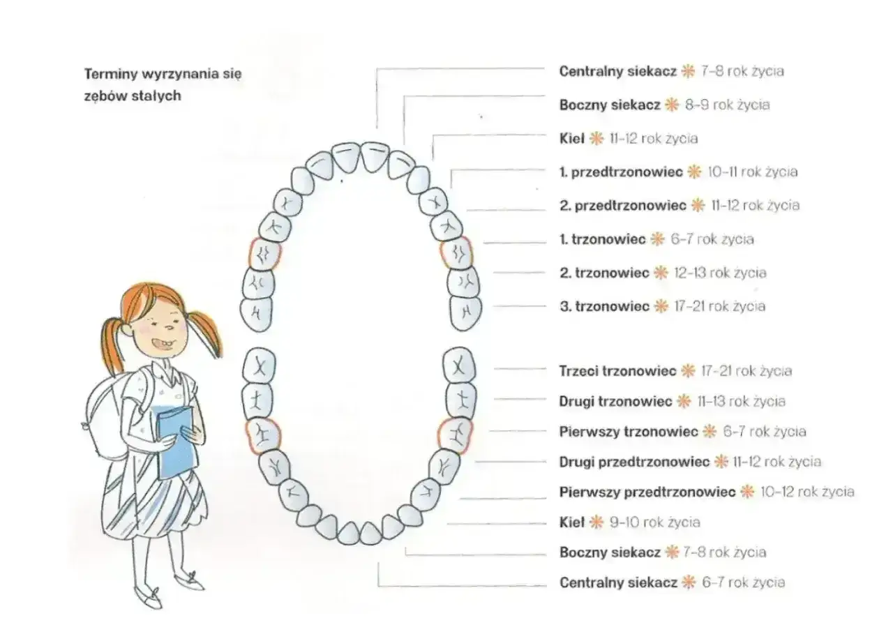 Schemat pokazuje terminy wyrzynania się zęb&oacute;w stałych. Wyrzynanie sz&oacute;stek (pierwszych trzonowc&oacute;w) następuje między 6-7 rokiem życia.