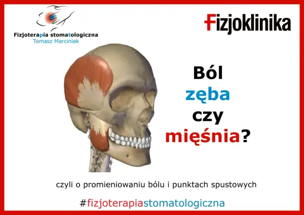 Anatomia czaszki z zaznaczonym mięśniem skroniowym. Pytanie: Ból zęba czy mięśnia? Może to być dziwny ból między zębami. #fizjoterapiastomatologiczna